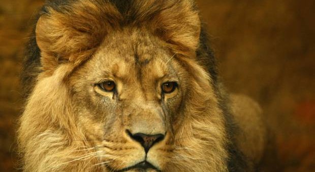 Lion-Getty